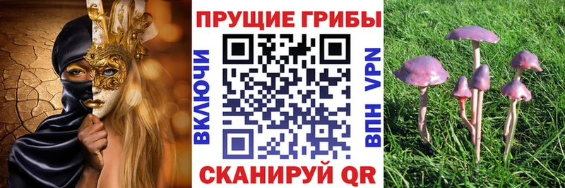 Псилоцибиновые грибы Cubensis Арзамас